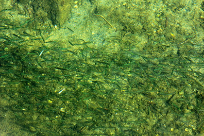 Picture of FISHES SWIMMING ON GREEN SEABED