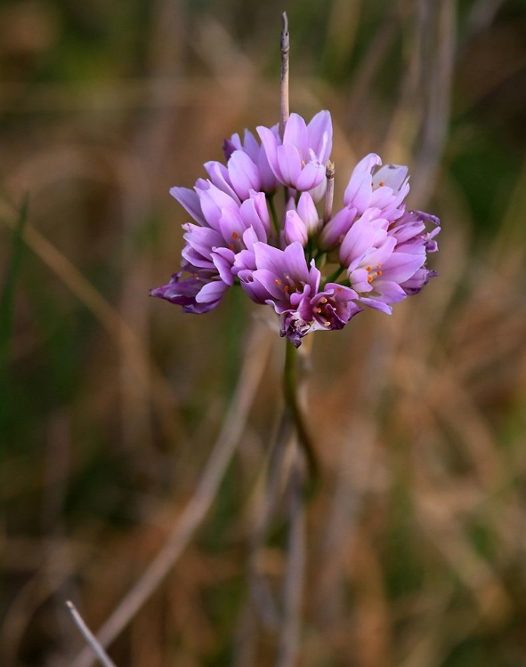 Picture of DELICATE PURPLE FLOWER