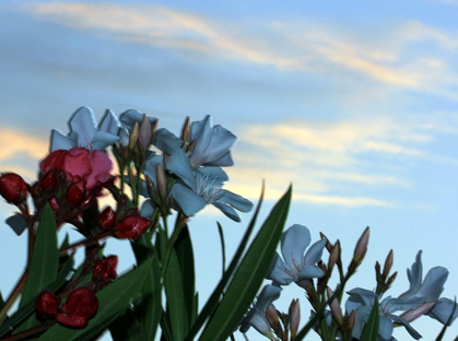 Picture of SUNRISE LIGHT ON OLEANDER FLOWERS