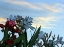 Picture of SUNRISE LIGHT ON OLEANDER FLOWERS