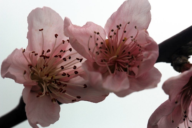 Picture of ENCHANTING PINK FLOWERS ON A BRANCH