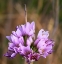 Picture of DETAIL OF A PURPLE WILD FLOWER
