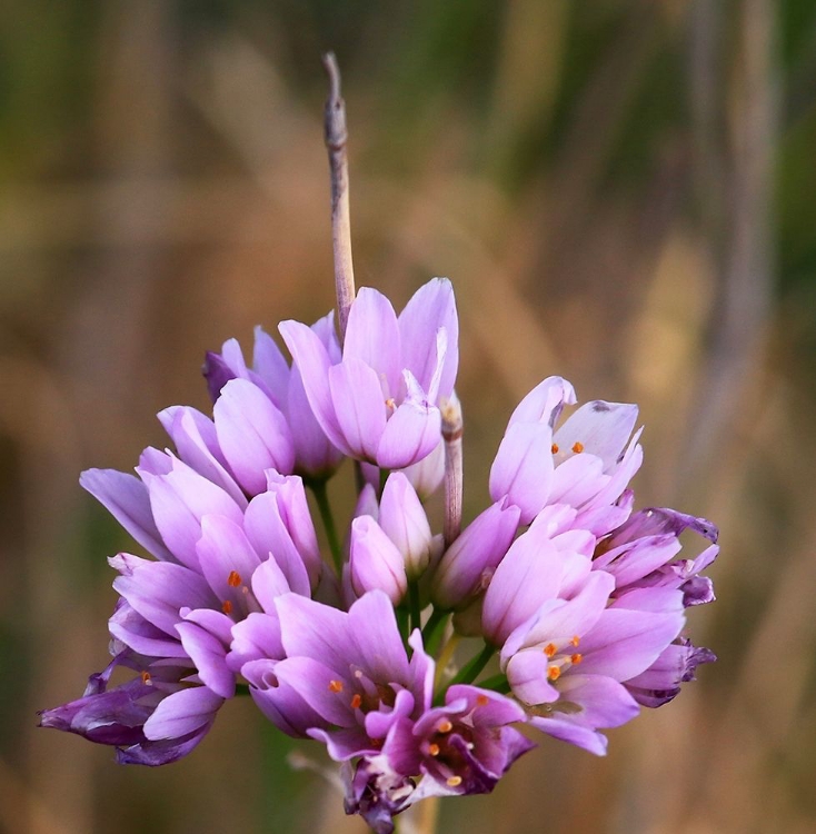 Picture of DETAIL OF A PURPLE WILD FLOWER
