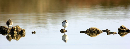 Picture of TWO WATER BIRDS PERCHED ON THE ROCKS