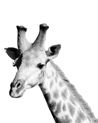 Picture of SAFARI GIRAFFE