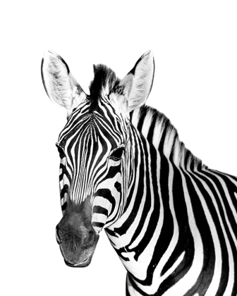 Picture of SAFARI ZEBRA