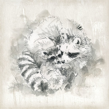 Picture of RACCOON MOMMA AND BABY