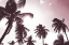 Picture of PALM SUNSHINE
