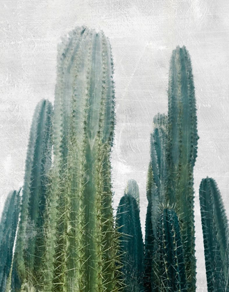 Picture of ARUBA CACTI I