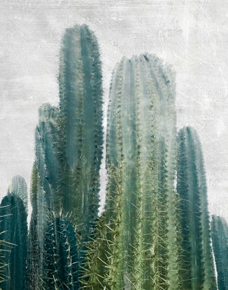 Picture of ARUBA CACTI