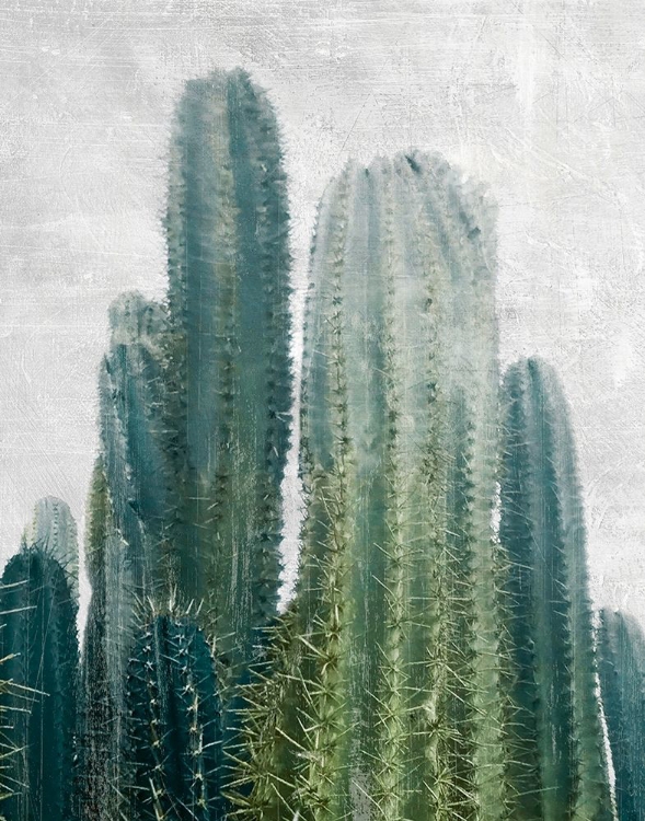 Picture of ARUBA CACTI