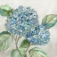 Picture of HYDRANGEA BEAUTY I