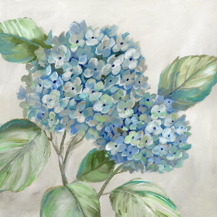 Picture of HYDRANGEA BEAUTY I