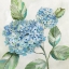 Picture of HYDRANGEA BEAUTY II