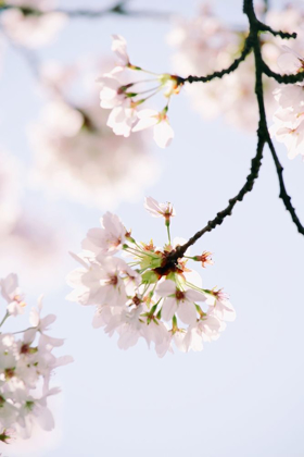 Picture of PARIS PETALS