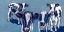 Picture of FOUR COWS