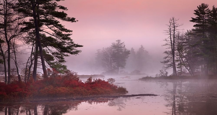 Picture of PINK FOG
