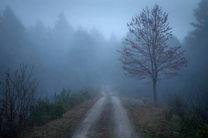 Picture of SPRING FOG