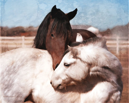 Picture of WHITE AND CHESTNUT HORSES   