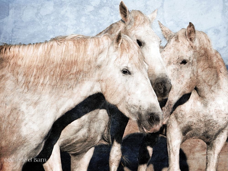 Picture of WHITE HORSE   