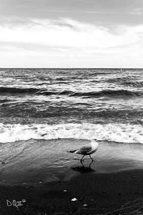 Picture of SEAGULL I   