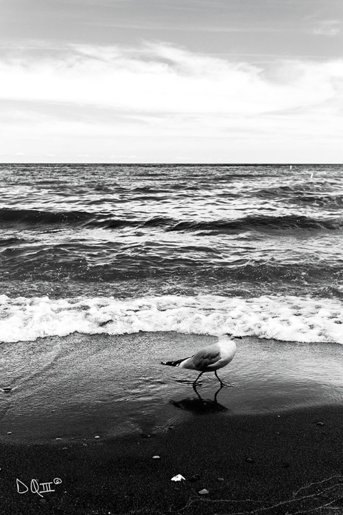 Picture of SEAGULL I   