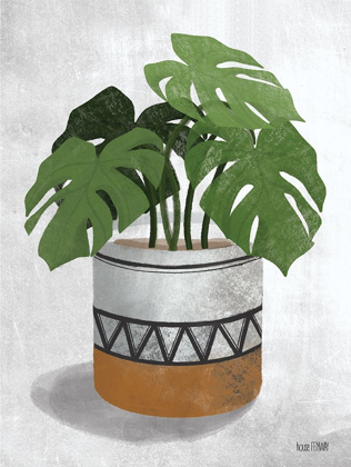 Picture of MONSTERA PLANT