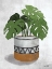 Picture of MONSTERA PLANT