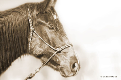 Picture of SEPIA THUNDER    