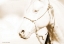 Picture of SEPIA MEDICINE MAN   
