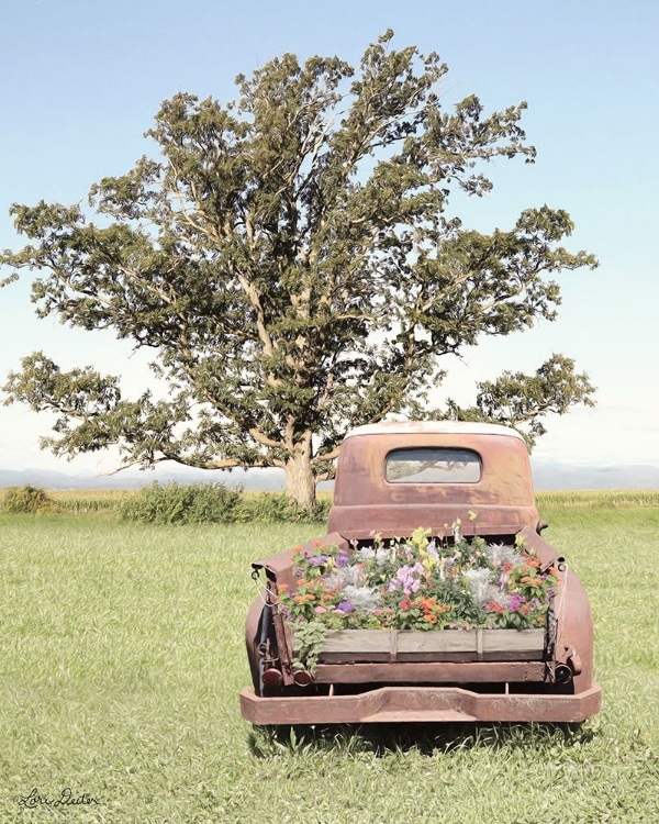 Picture of FIELD OF DREAMS  