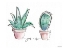 Picture of YOU AND ME CACTUS