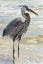 Picture of HERON IN WATER