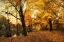 Picture of GOLDEN CANOPY