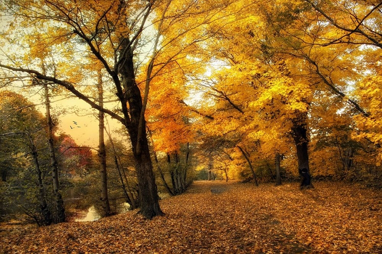 Picture of GOLDEN CANOPY