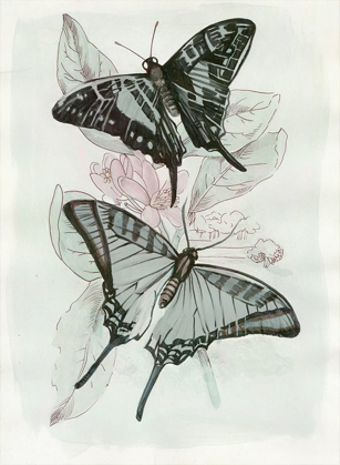 Picture of BUTTERFLY MEDLEY II 