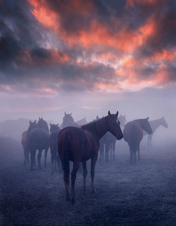 Picture of WILD HORSES