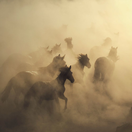 Picture of MIGRATION OF HORSES 