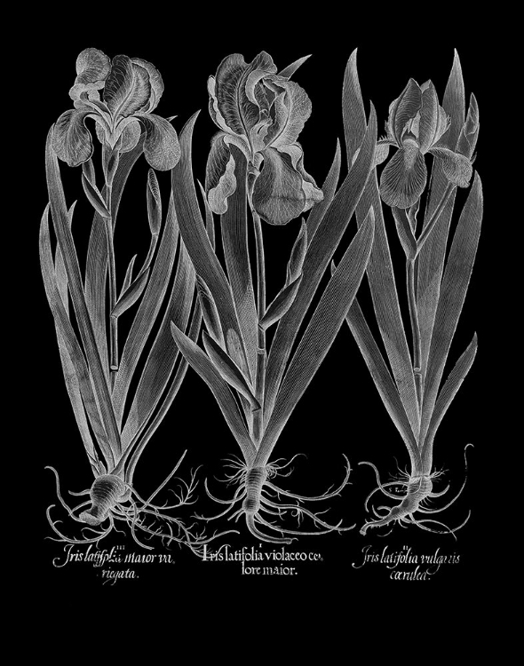 Picture of IRIS LATIFOLIA