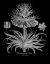 Picture of CORONA IMPERIALIS FLORUM