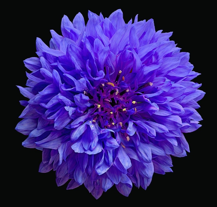 Picture of CORNFLOWER