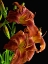 Picture of DAYLILY