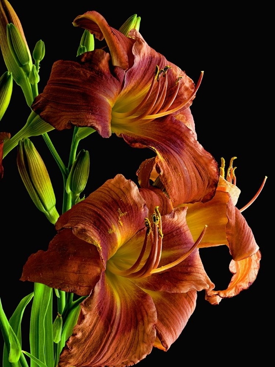 Picture of DAYLILY