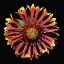 Picture of BLANKET FLOWER ~ FANFAIR