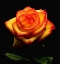 Picture of GARDEN ROSE 2
