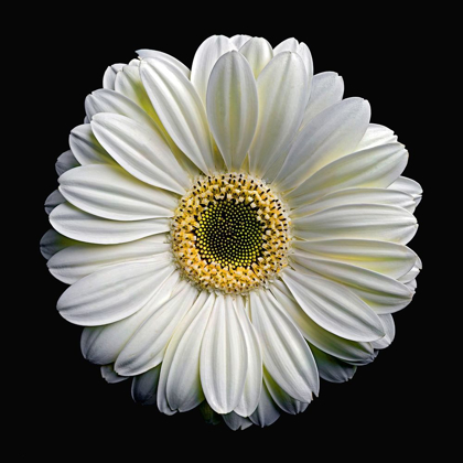 Picture of GERBERA DAISY 2