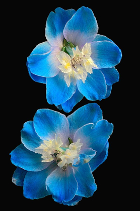 Picture of CANDLE DELPHINIUM