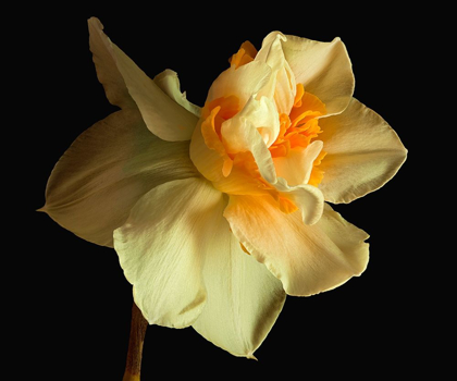 Picture of DAFFODIL