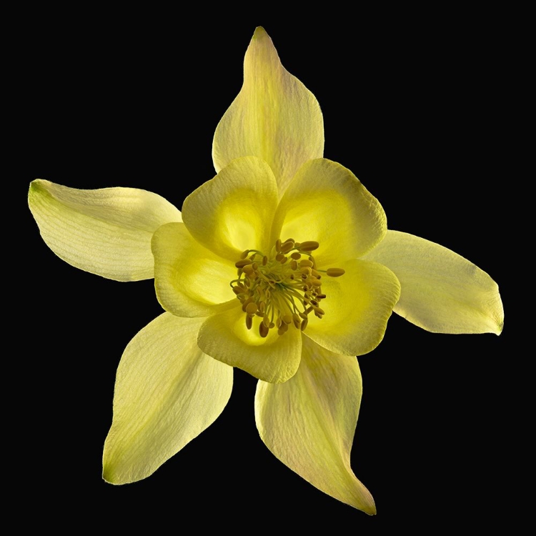 Picture of COLUMBINE ~ ORIGAMI YELLOW