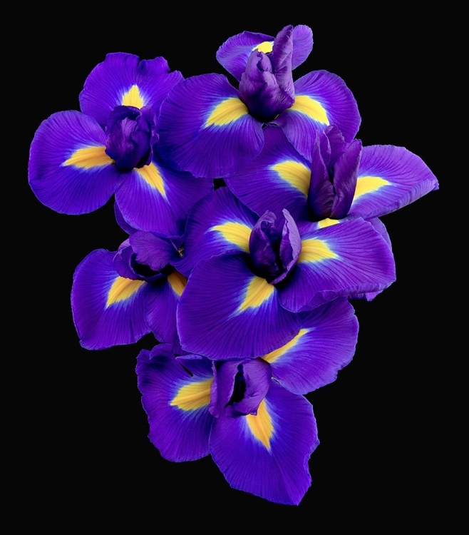 Picture of DUTCH IRIS